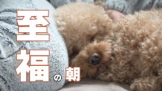 【Vlog】おイヌがいる暮らし。「至福すぎる朝」モーニングルーティン