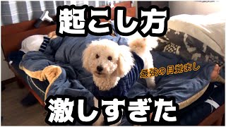 寝起きが悪い飼い主を起こしに行く犬が激しすぎる【トイプードル】