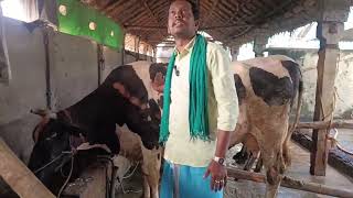 HF 🐮மாடு எல்லா ஏரியாவிலும் வளர்க்கலாம்