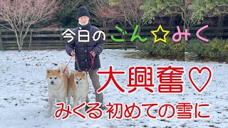 みくる 初めての雪に大興奮！ 秋田犬【今日の ごん☆みく】2022/12/24