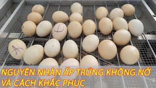 Những Nguyên Nhân Ấp Trứng Không Nở Và Cách Khắc Phục