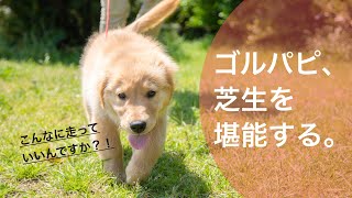 ゴールデンレトリバー子犬、辻堂海浜公園で爆走。