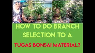 How to do branch selection to a Tugas bonsai material?