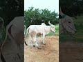 viruthampattu pulsar rani bull 🔥special video 🔥🔥