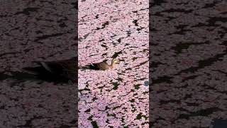 Hirosaki park in Aomori prefecture 弘前公園の花筏とカモ #shorts #japan #桜 #cherryblossom