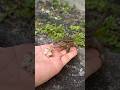 Hand feeding a Curly Tail Lizard in South Florida.