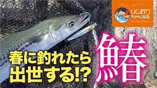 福岡糸島でショアから60cm超えのサワラ釣り！