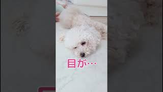 シンクロ姉妹…人と犬のぐうたら生活　　　　　　　　　　　#dog　　　　　　　　　　