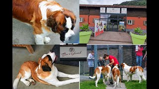 #Visit Barryland in Martigny - Valaiz || #The Barry Foundation - dedicated to Saint Bernard dogs.|🇨🇭