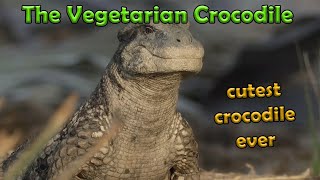 The cutest Crocodile That Time Forgot | Simosuchus