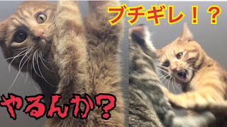 猫の尻尾がボアボアのタヌキ状態になりブチギレ！？