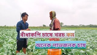 বাঁধাকপি চাষে খরচ অনেক কম কিন্তু অনেক লাভজনক চাষ,আগাম বাঁধাকপি চাষ পদ্ধতি | বাঁধাকপি চাষ পদ্ধতি |