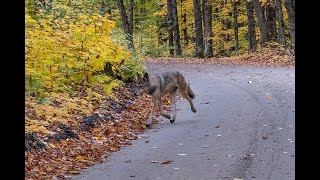 Wolf in Algonquin Park