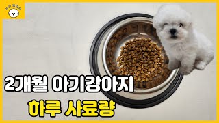 2개월 🐶아기강아지 하루사료량 얼마나 주시나요?