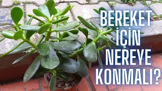 PARA ÇİÇEĞİ BOLLUK BEREKET İÇİN NEREYE KONMALI? (Anlamı / Crassula Ovata Özellikleri) #bereket