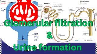 Glomerular Filtration/Urine Formation/Nephron Structure/GFR/Net filtration pressure/NEP/EFP/GF rate