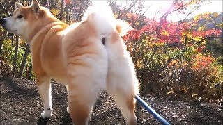 紅葉するハゼノキを見に行く柴犬小次郎