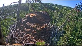 8h20m07s juras erglis eaglet finished the meal and flew to the oak