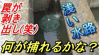 浅い水路に罠を仕掛けて捕れるのか？　の巻