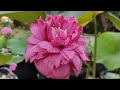 Ming Liu Lotus | Lotus cultivation in tubs| Lotus in Kerala, India