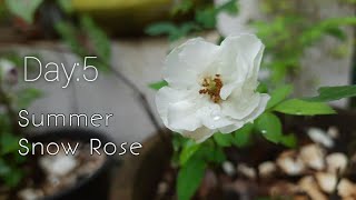 Summer Snow Rose|Maintaining|crAzy giRls-Gardening nd Cooking