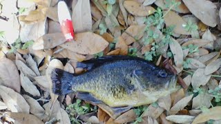 Fishing For Bluegill (Surprising Warmouth)