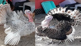 ടർക്കി കോഴി  Turkey kozhi