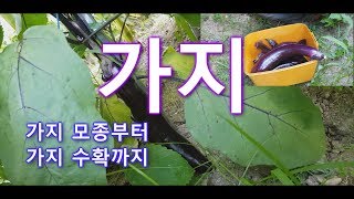 [LEDF] 가지 모종 부터 가지 수확 까지 가봅니다. 2019 주말농장 도시텃밭 We show you from Korean'eggplant' seedling to harvest