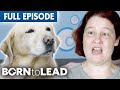 What Happens When a Guide Dog Retires? | Born To Lead Episode 7 | Bondi Vet