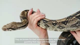 Python Snake Facts | 1 Minute Knowledge