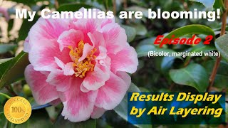 My air layered Camellia bicolor flowers are blooming now! Ep. 2 (各种茶花品种繁殖成果展示系列P2)