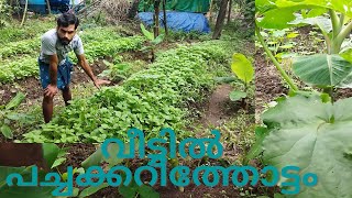 Vegetable Gardening [ EP -02 ] -  വീട്ടിൽ പച്ചക്കറിത്തോട്ടം AKA വാഴത്തോട്ടത്തിലെ പച്ചക്കറിത്തോട്ടം