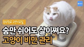 [동반학교2]숨만 쉬어도 살이 찐다? 고양이 비만 관리법