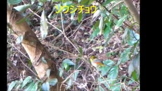 ソウシチョウ（平和台公園）Red-billed leiothrix（Heiwadai-koen Park）