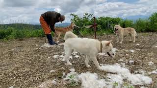 北海道犬！3頭まとめて換毛作業！今回はネムの抜け毛が大量。説明欄もご覧ください