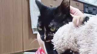 猫に噛まれながらも遊ぶ飼い主 #さび猫 #猫 #猫のいる暮らし