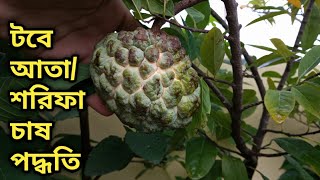 ছাদবাগানে টবে আতা/শরিফা/custard apple অতি সহজেই চাষ করুন।