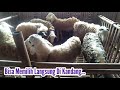 Kambing Aqiqah Murah Mulai 1 Jutaan