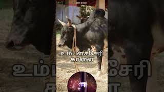 #tamil #bull #love #tamilnadu