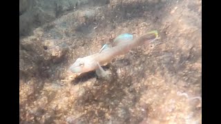 流れにさからうキバラヨシノボリ（西表島ユツン川）Rhinogobius sp. YB @Iriomote Island Yutsun River.