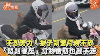 不想努力! 猴子賴著阿姨不放 「緊黏後座」食物誘惑也趕不走｜TVBS新聞｜擠看看  #Shorts