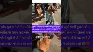 વિડીયો વાયરલ કુતરા નો #trending #news #shortvideo #viral_video