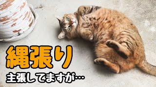 【野良猫】には効果なかったようです…