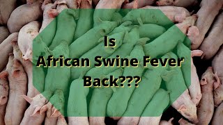 Is African Swine Fever Back in China?