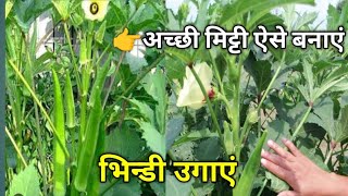 Summer Vegetables Garden Mai Bhindi Kese Grow Karen / भिन्डी कैसे उगाएं?