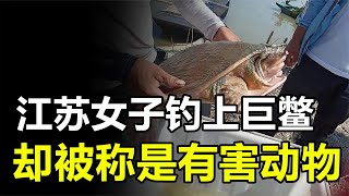 江蘇女子釣上一只巨鱉，專家卻稱是有害動物，那它究竟是什么？