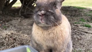 The moment a plump rabbit stares at you