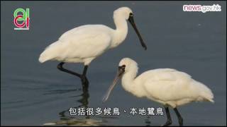 時政狙擊 河道工程重塑南生圍美景