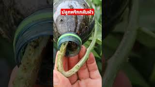 ปลูกพริกกลับหัว ต้นพริกงาม ออกลูกดก #ปลูกผักสวนครัว #สอนปลูกผัก #diy #gardening #ปลูกพริกกลับหัว