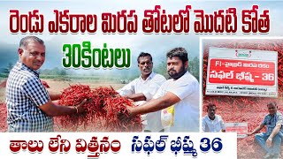 #రైతు తాలు లేని విత్తనం రెండు ఎకరాల మిరప తోటలో మొదటి కోత 30కింటలు. సఫల్ భీష్మ 36 #మిరప 9989493221